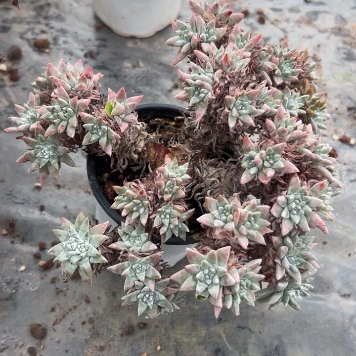 白菊福利～瑕疵0993