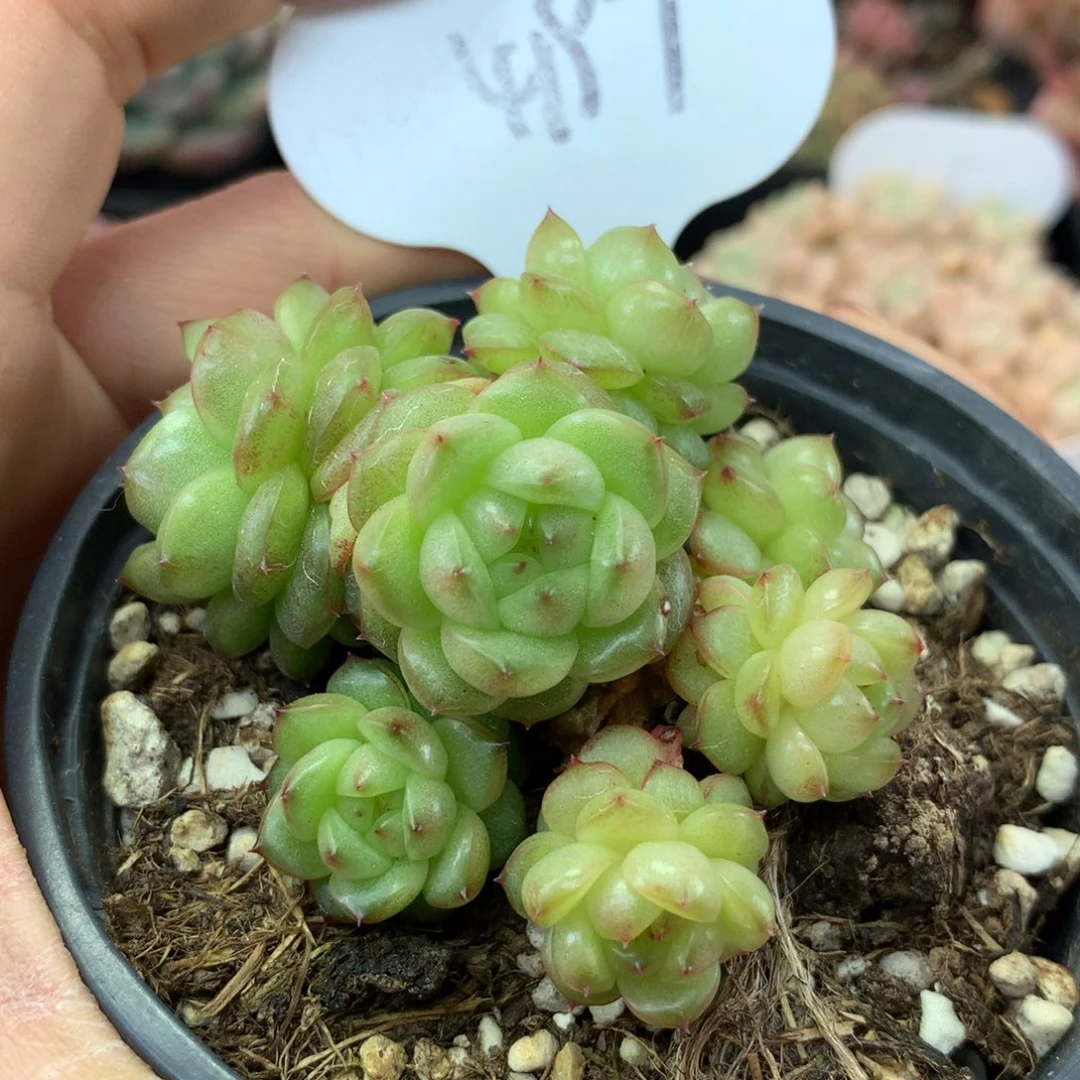 灯泡珍妮8头无砍捧花群4197