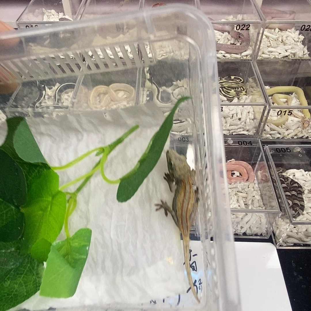 乌***子盖勾亚守宫11111111