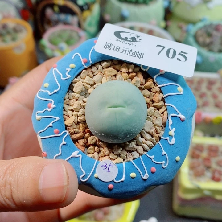 生石花花花花花花705