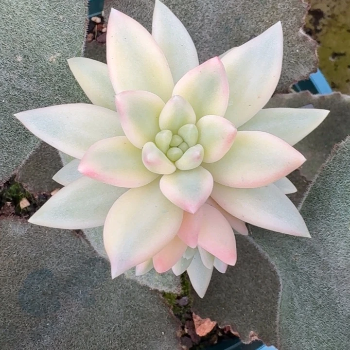 蜜桃波波一物一拍