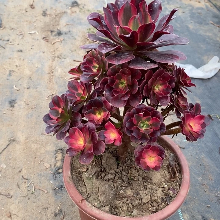 美杜莎59多肉植物法师法师