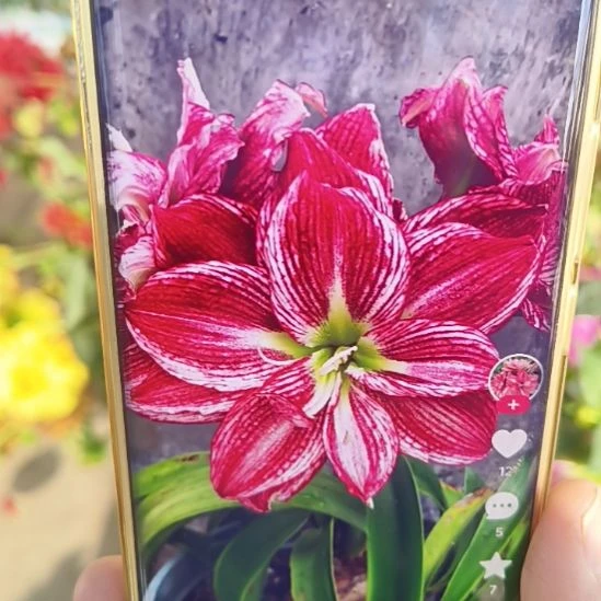 完全开放梦中的婚礼2.5以上