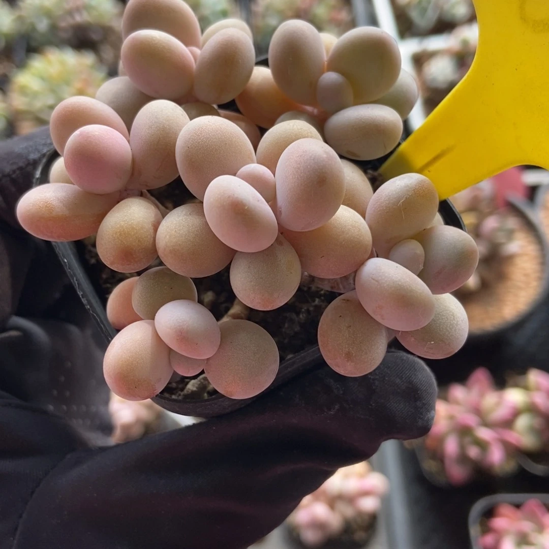 1857桃蛋多肉植物保护