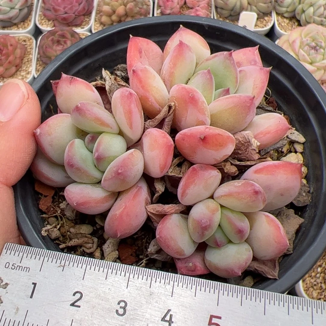 746 多肉植物组合盆栽