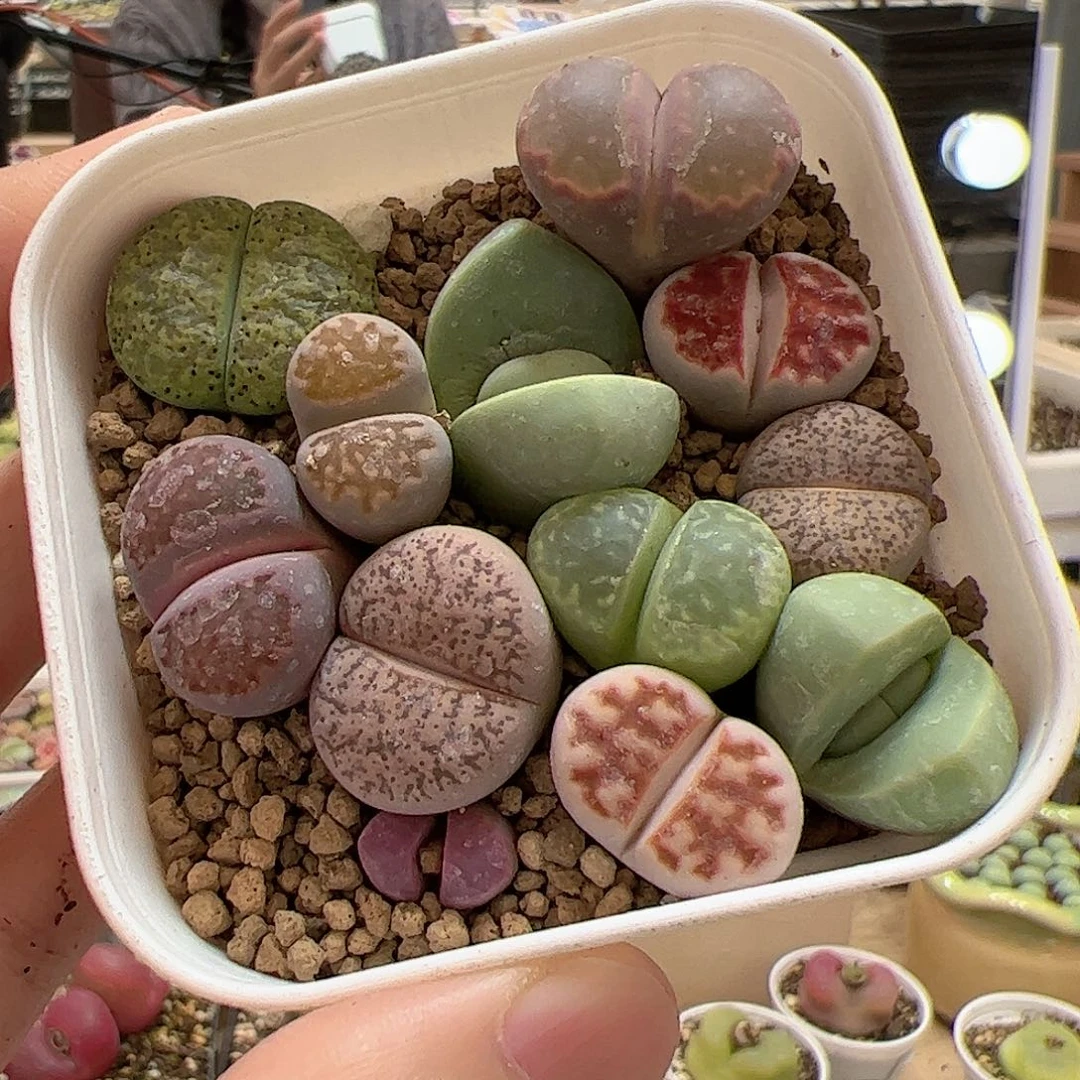 【闪购商品】29 一盆