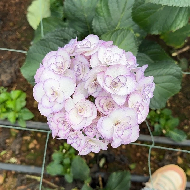 65号绣球/有色差介意勿拍/3单冷链包邮/偏远补运费发德邦