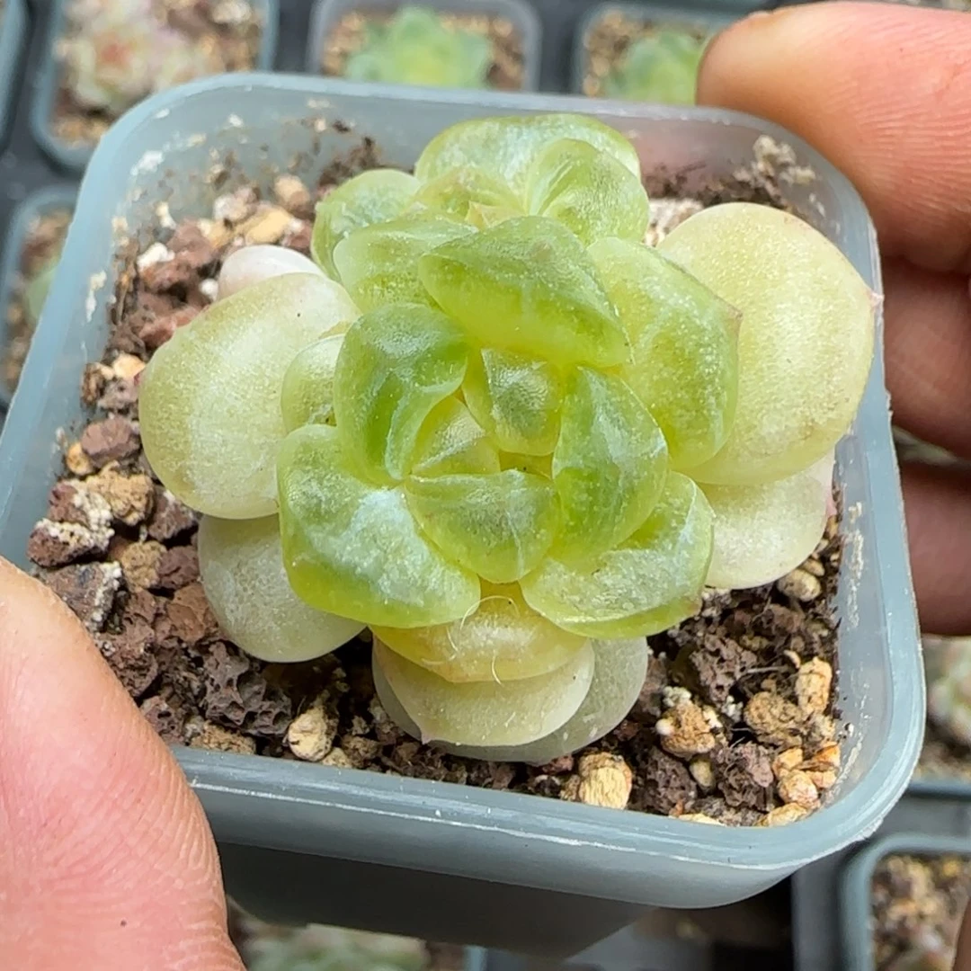 一物一拍财富密码B石化