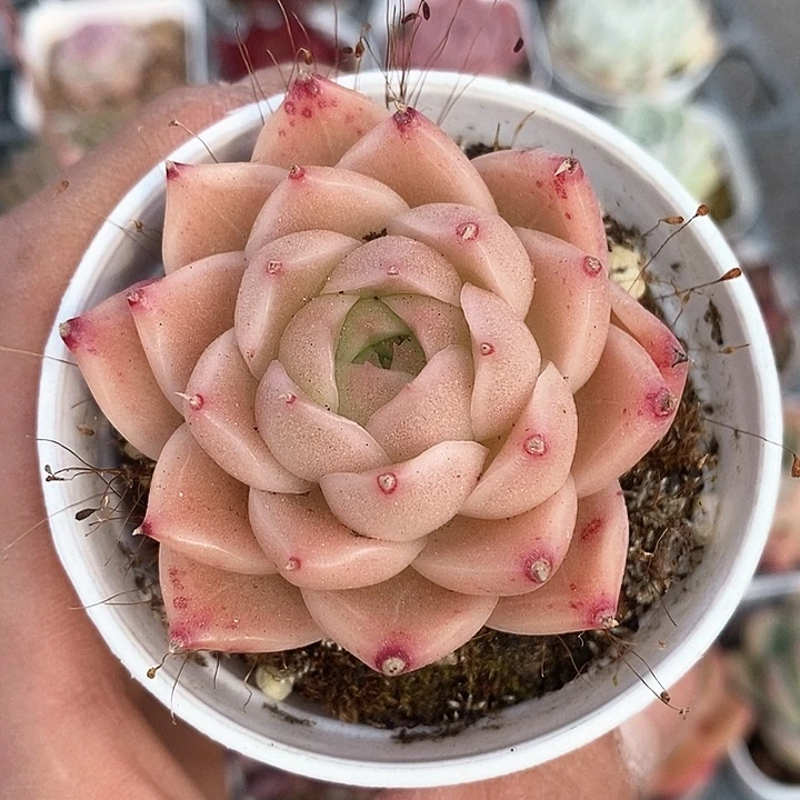 多肉植物一物一拍0154