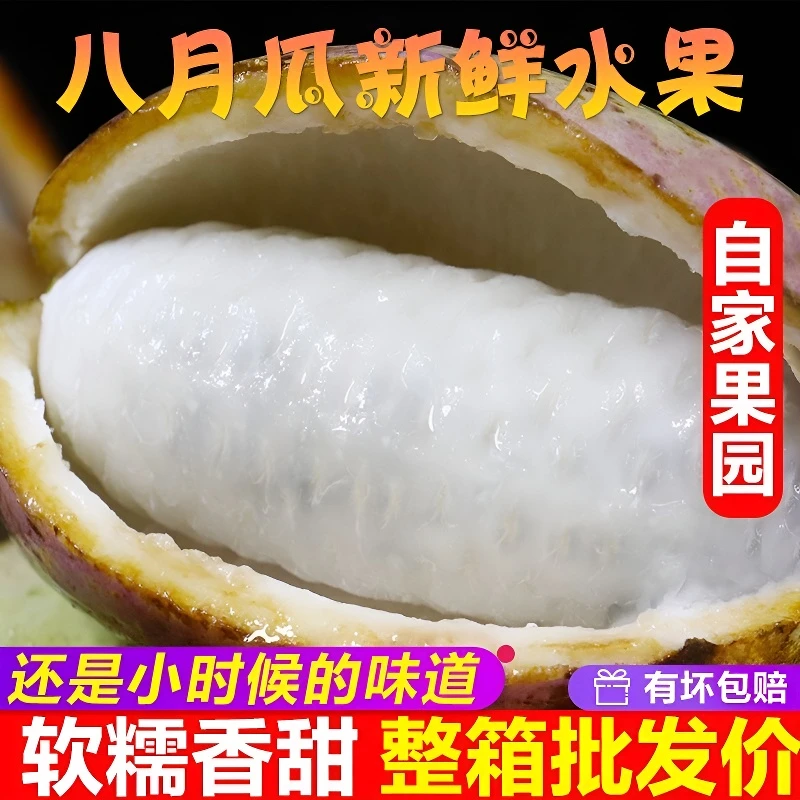 新鲜八月瓜水果八月炸野果当季生鲜野香蕉8月果九月黄预知子鲜果