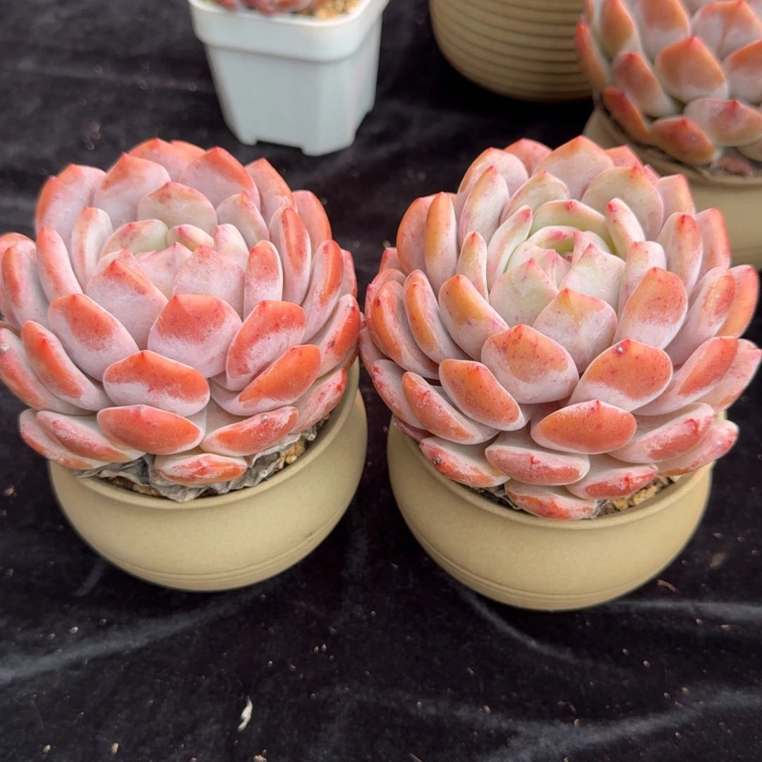 一组两颗，带盆发货，冠幅9-10公分