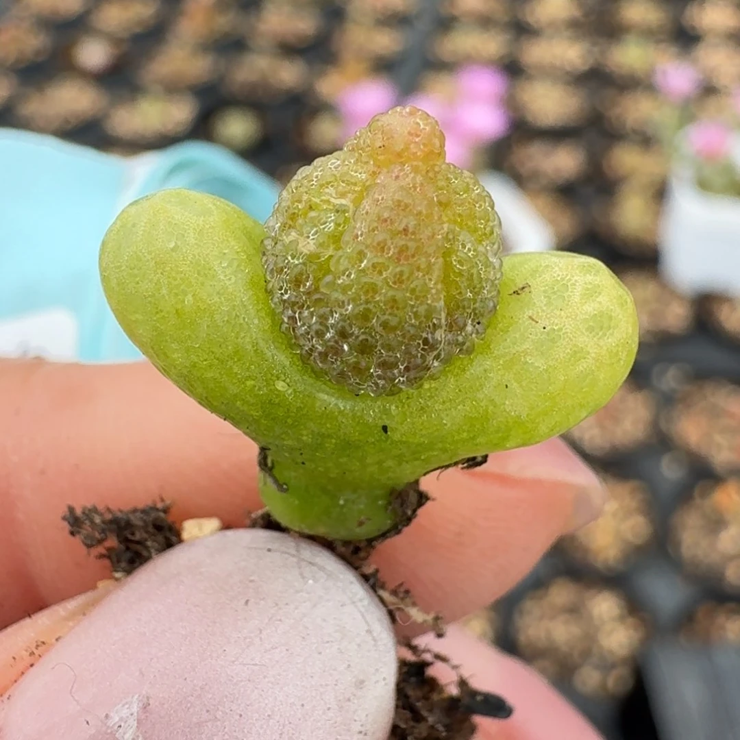 82妖奇玉一颗00000000000000