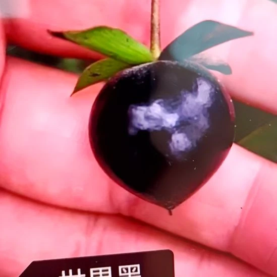 无花朵世界黑根苗