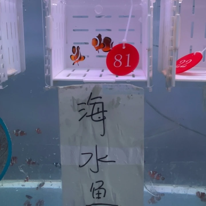 海水鱼精品黑边公子3.5-4