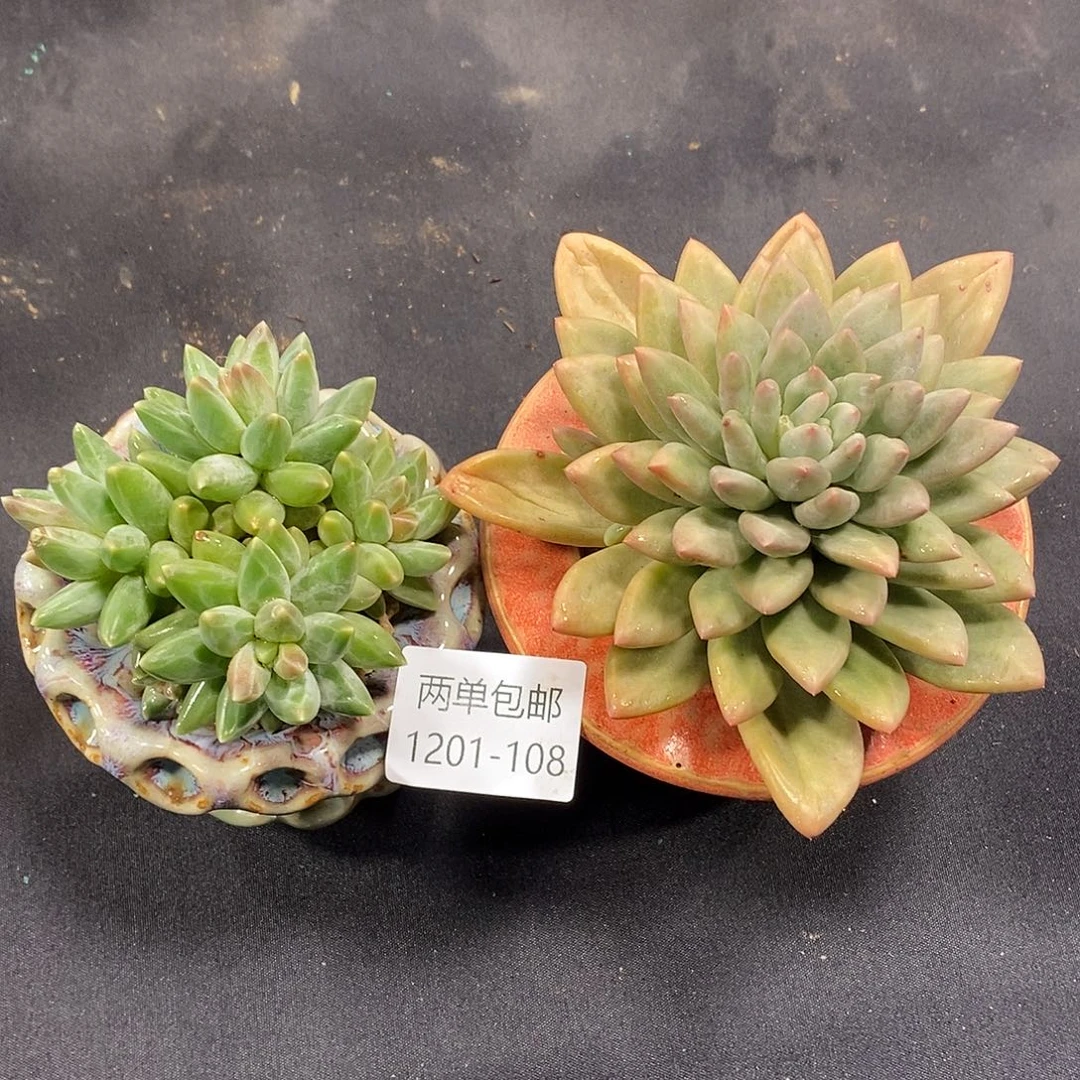 酸奶多肉 两颗美人108