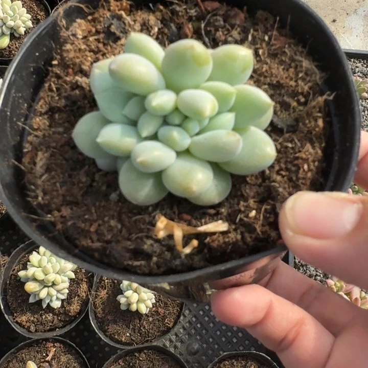 黄胖体 哥特 缀化  一物一拍