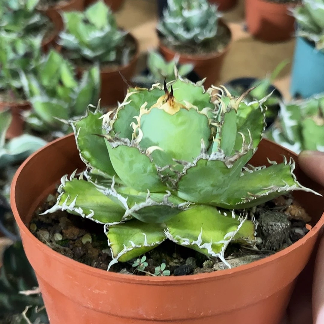 蕾丝龙舌兰仁王冠