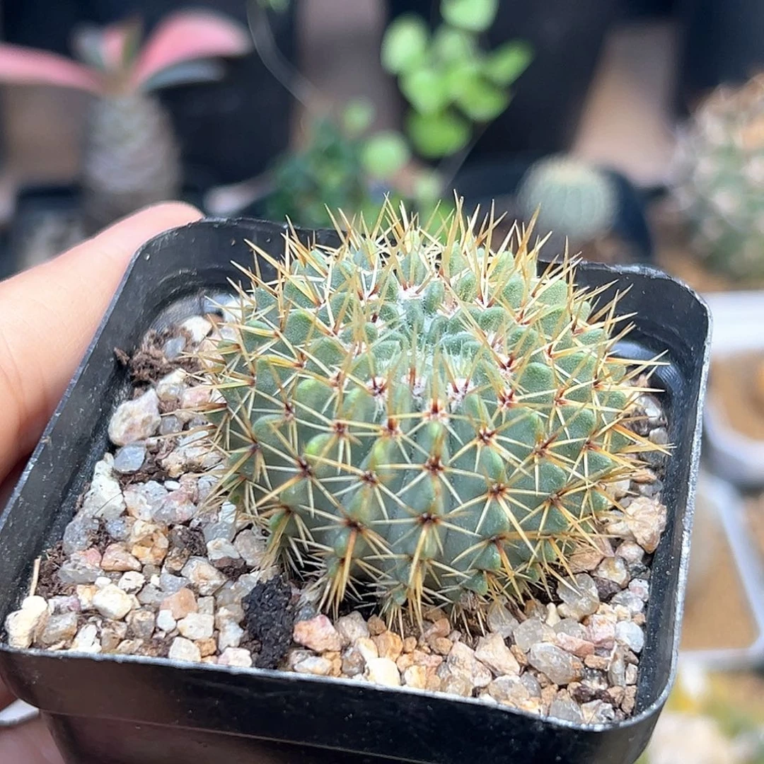 南国玉属白狮子4.2cm