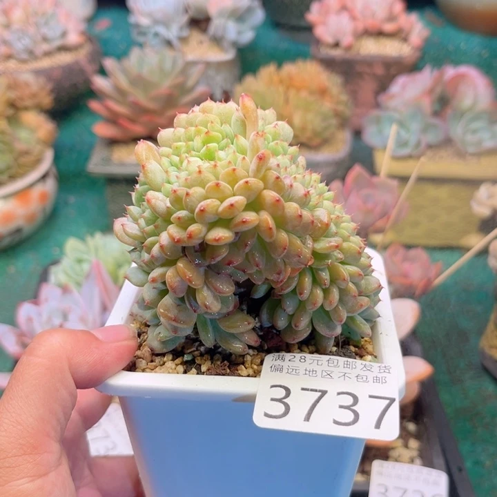大3737，vxvxbcbbbb