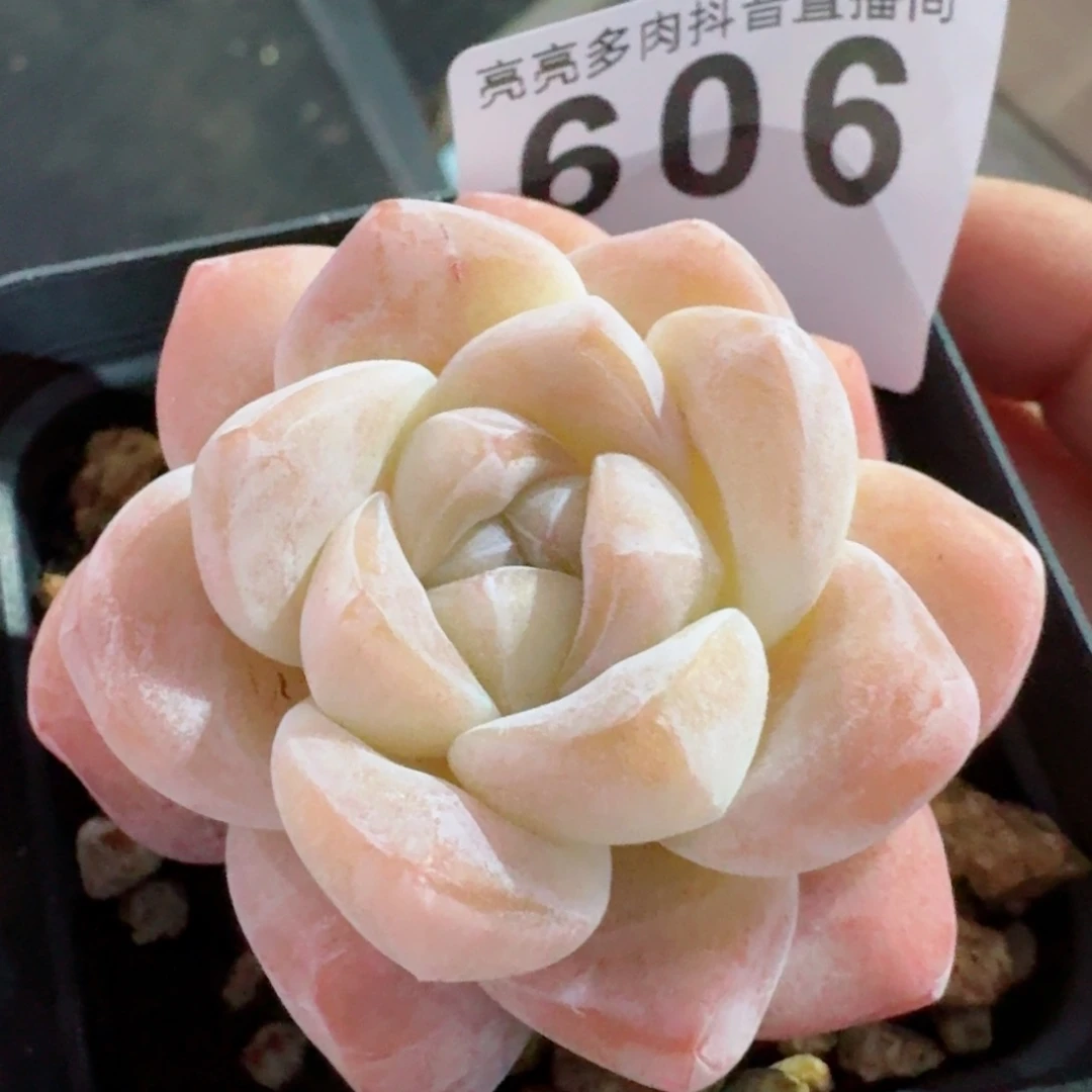 福利         精品多肉