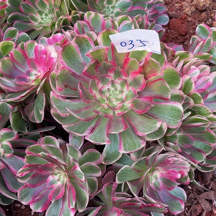 035孔雀翎朵朵发发发