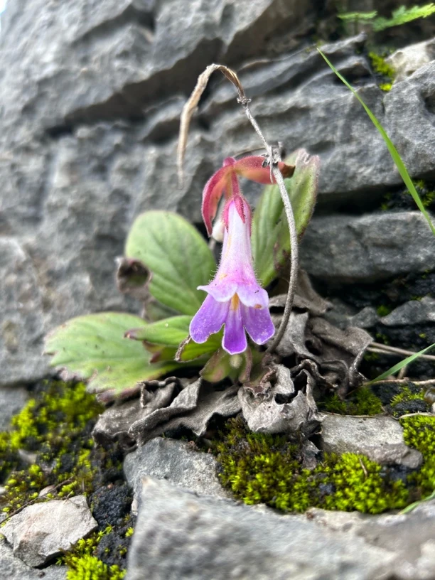 (浪涛严选阁）贵州深山野货一物一拍