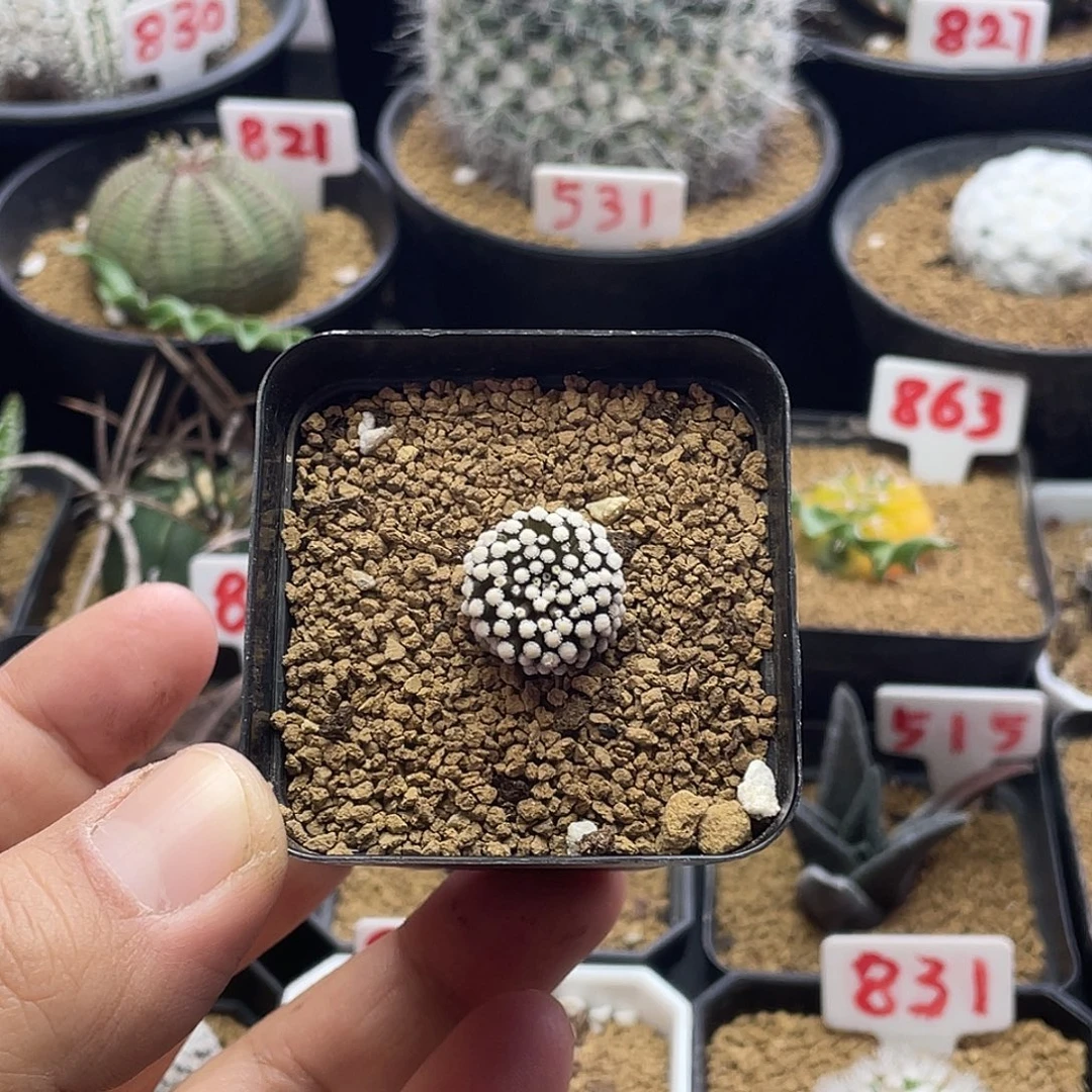 松针牡丹 带盆土包邮