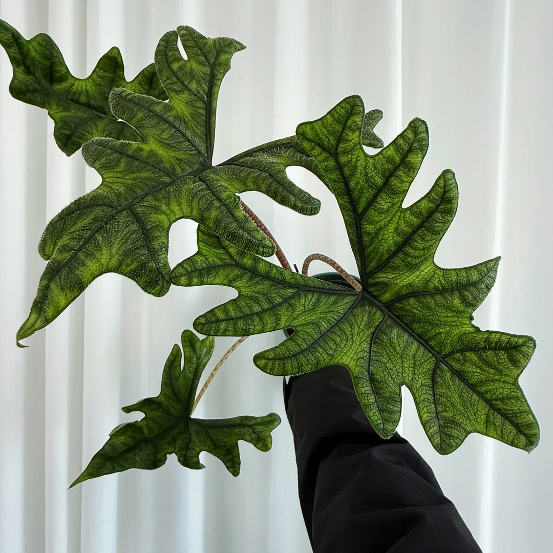 【有植依海芋】杰克琳海芋进口稀有氛围感观叶绿植盆栽适合阳台新手