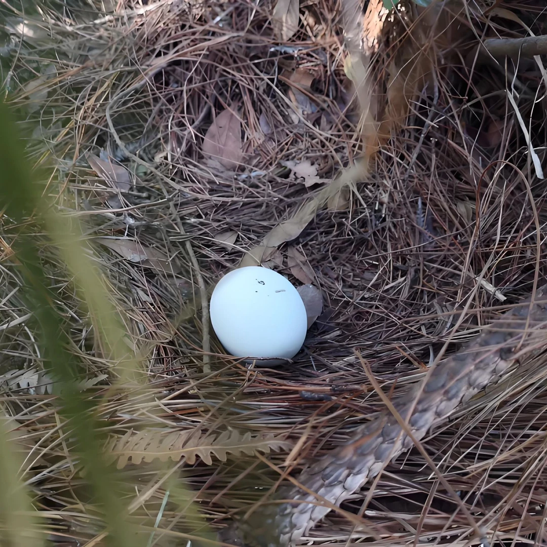 刀刀一云南土鸡蛋