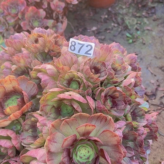 @***子多肉植物一个撕拉碗