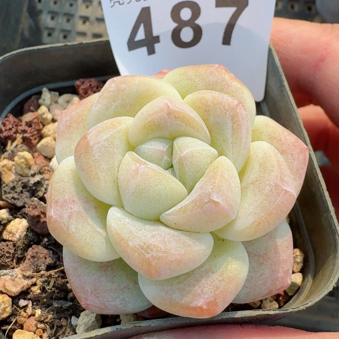 秒         精品多肉