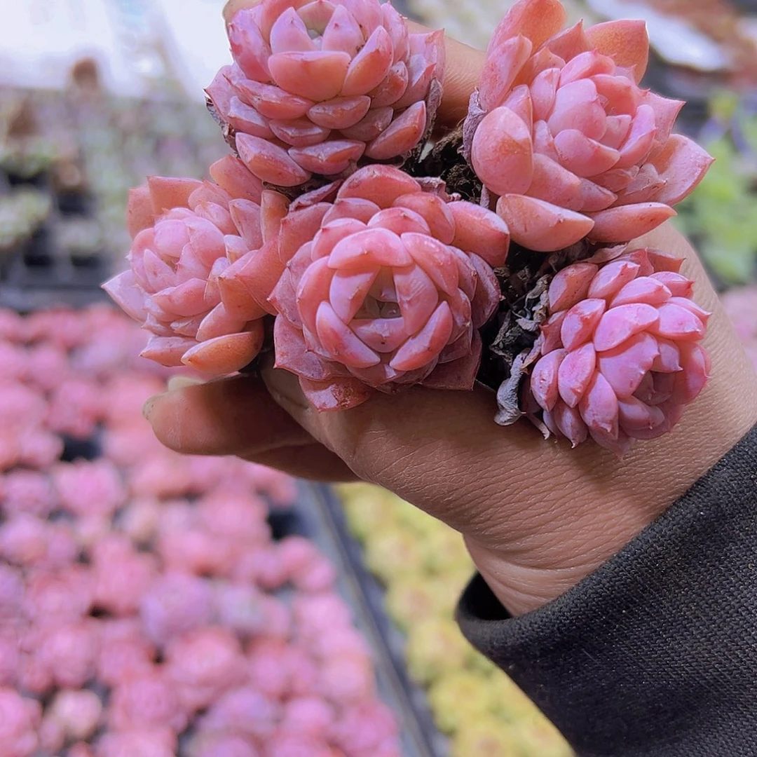 粉恩宠5个苗19包邮