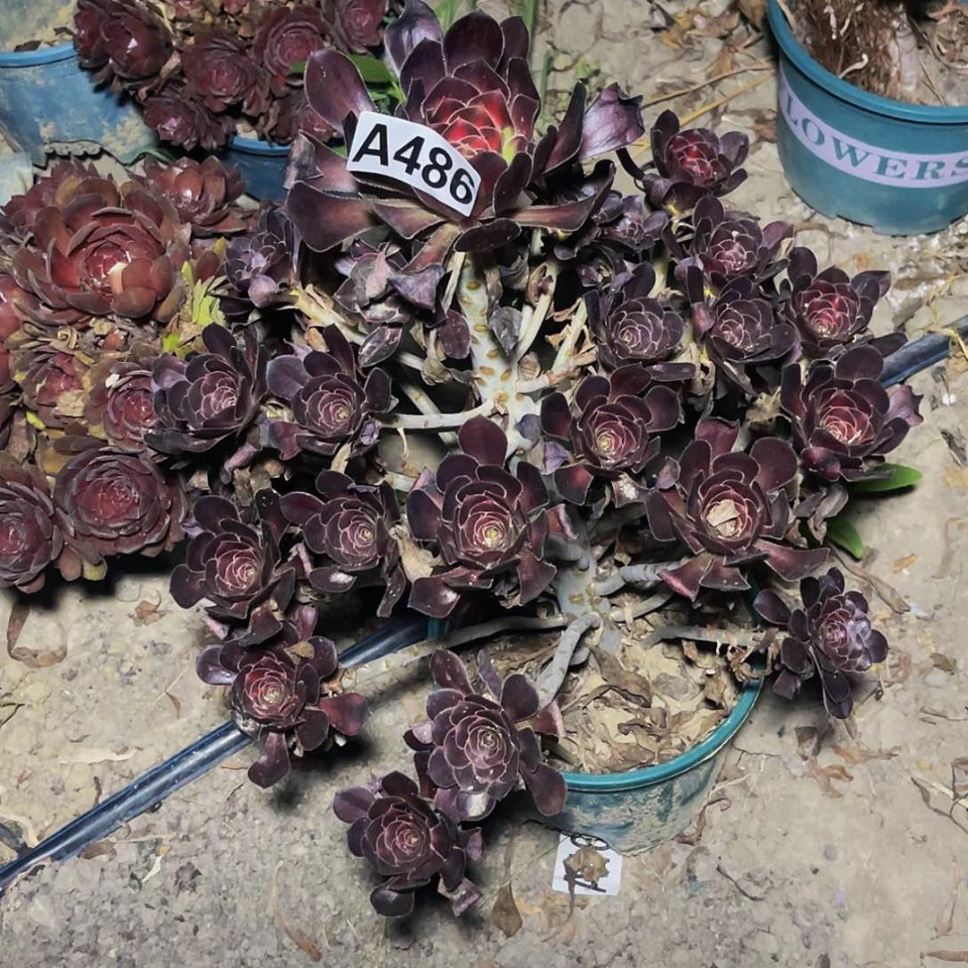 晚霞法师13/-8包邮