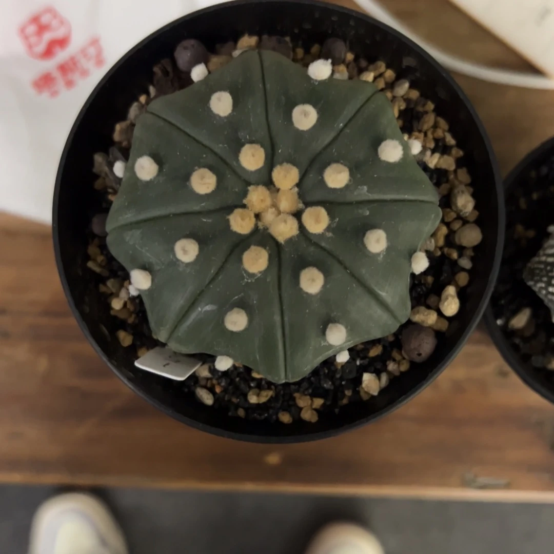 小**?实生兜 一物一拍 无双