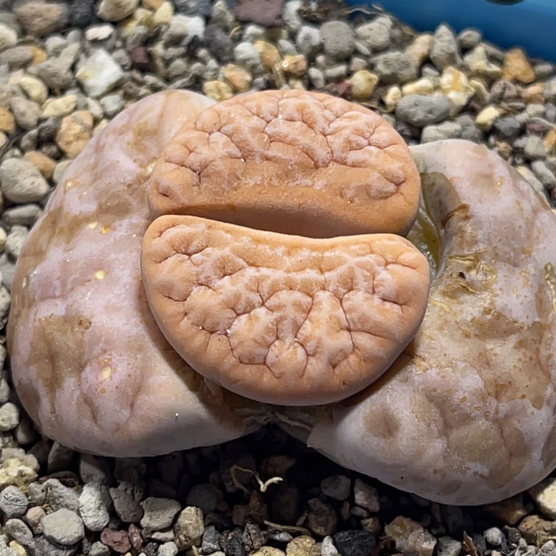 8149凹凸铁189一颗颗