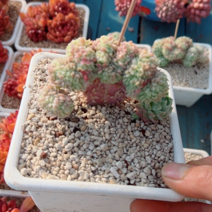 精品多肉植物老桩