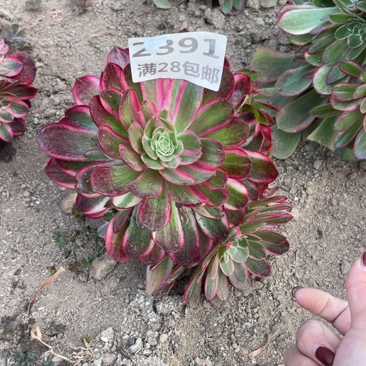 2391孔雀翎多肉植物三号棚J