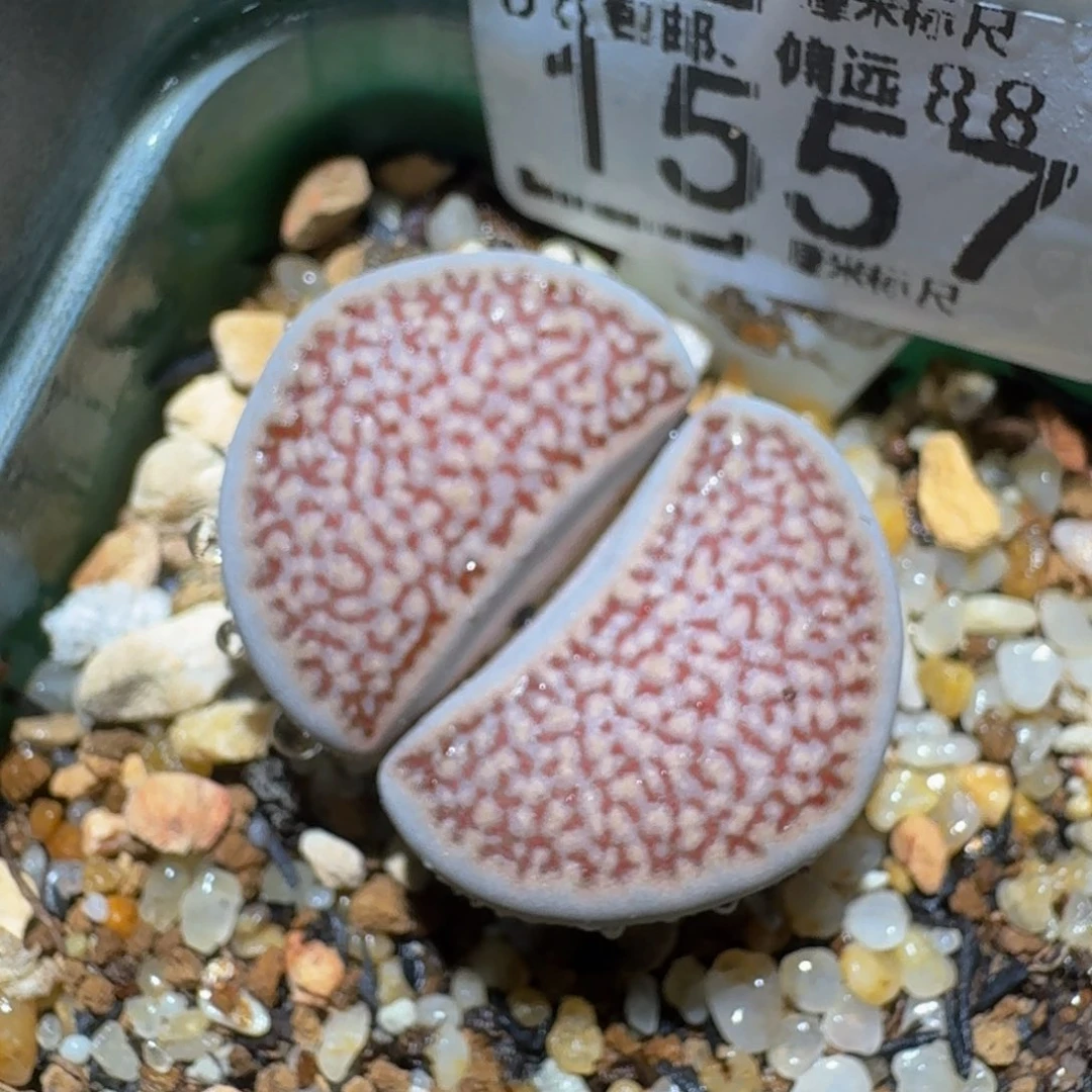 Zzzz精品生石花1557大母本