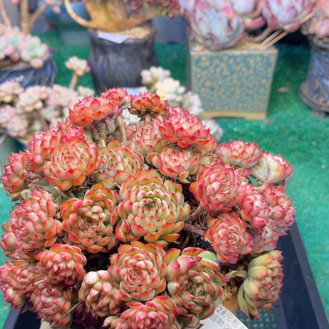 大1239；h x b x h v h j j