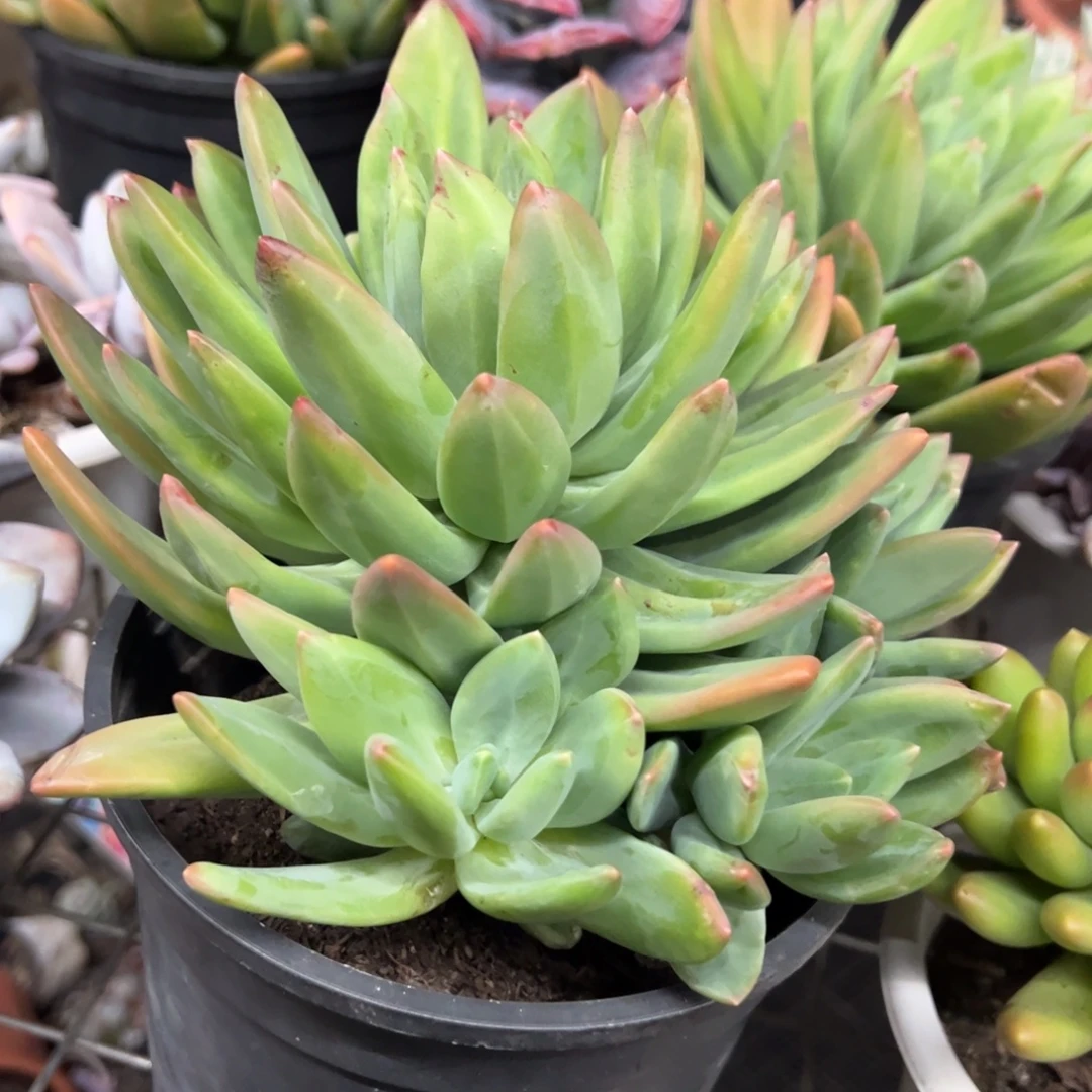 海洋之歌大单头带仔