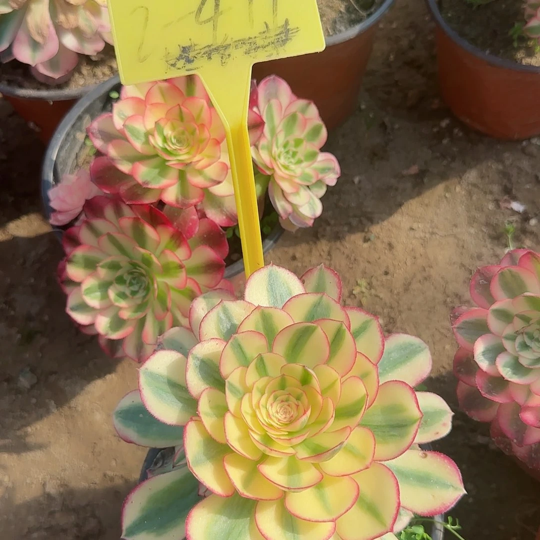 2-411---多头多肉植物