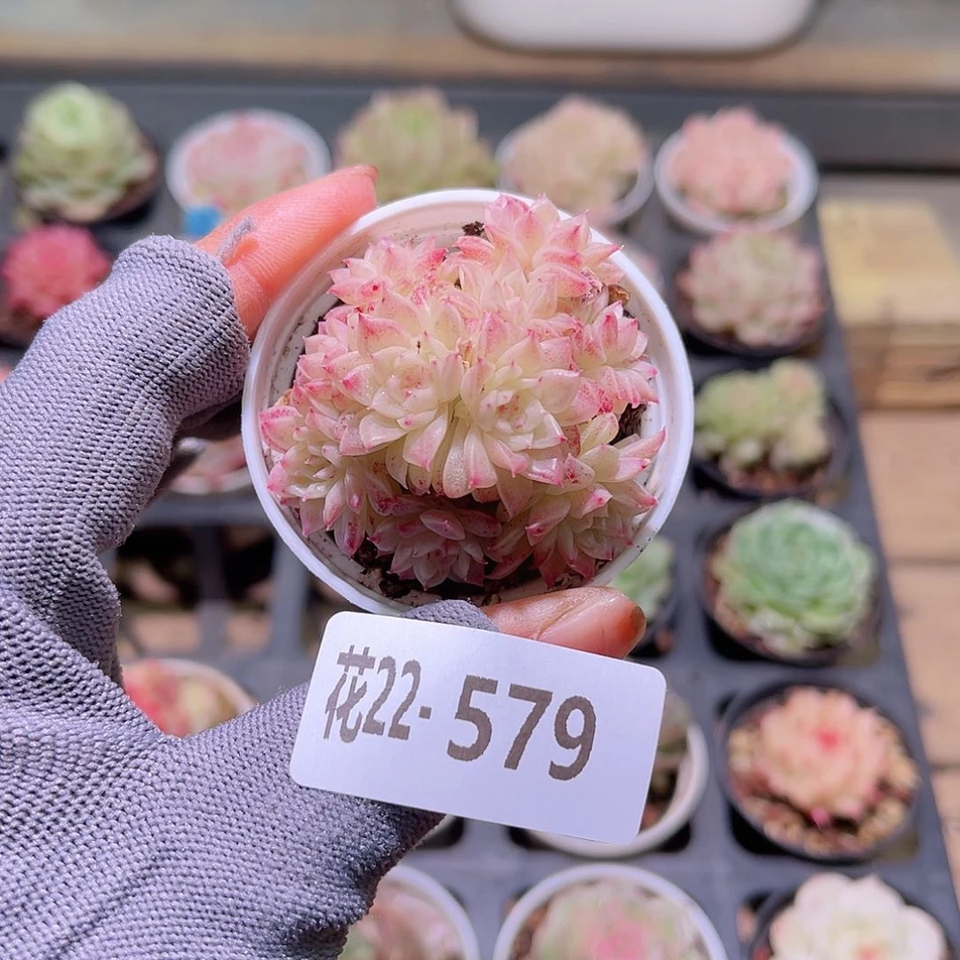花22-579麦秆群生