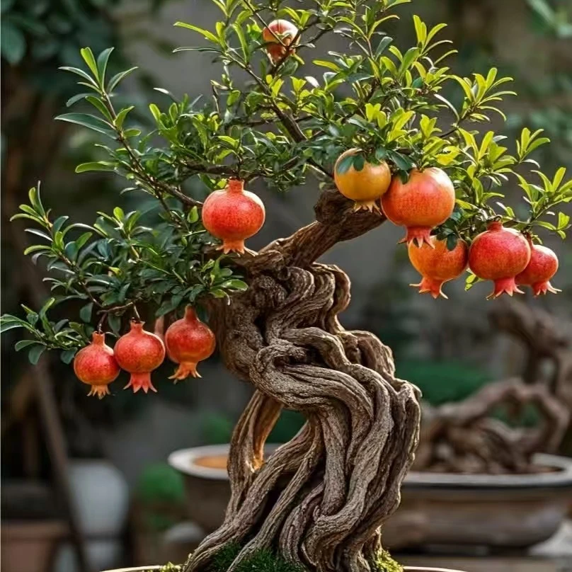 各种盆栽老桩—刺梨、蔷薇、山木香