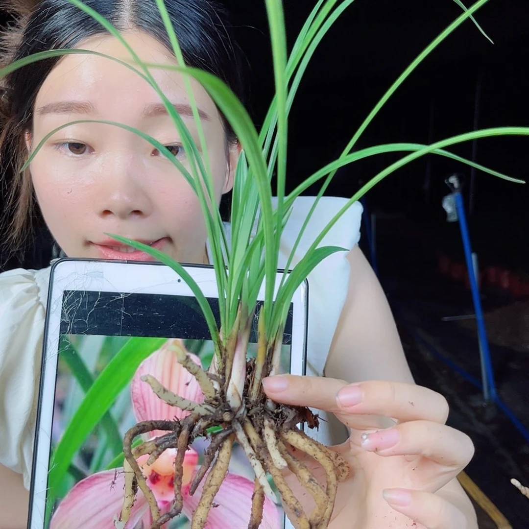 完全开放春兰传统名品红孩儿