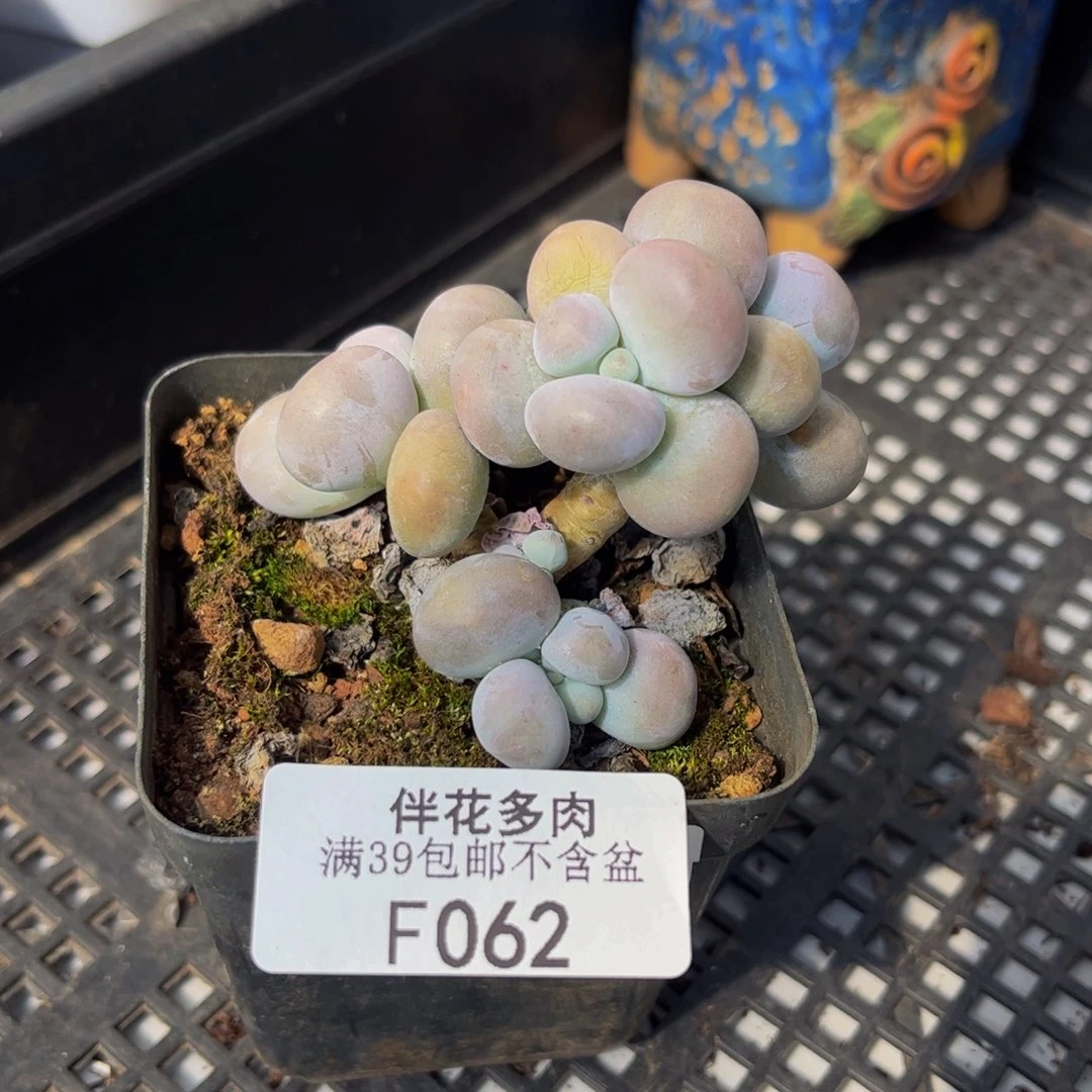 062-苹果奶多肉5cm