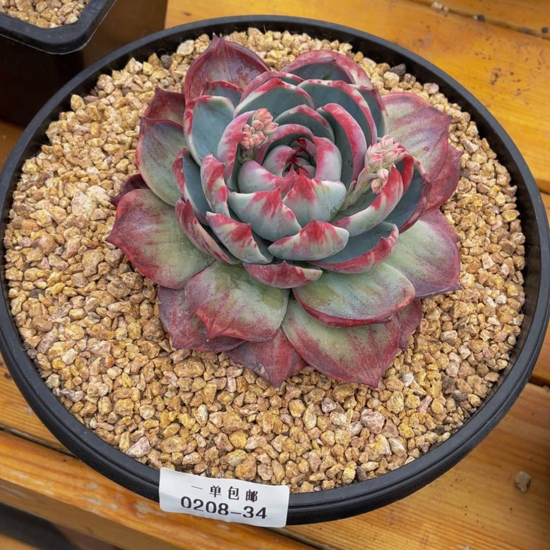 科*0208-34-惊鸿仙子。。。。多肉