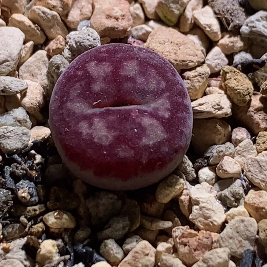 优选毛杂甜甜圈优选