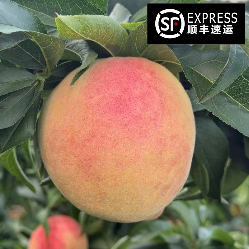 顺丰包邮 中桃15号四川脆甜蜜桃 新鲜毛桃子应季孕妇水果 3/5斤