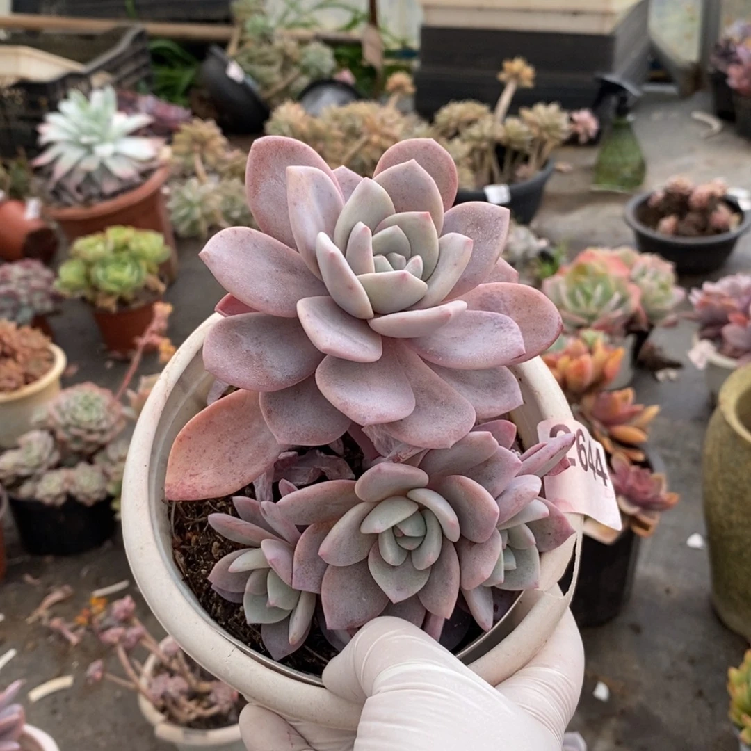 2644红茶多头一物一拍