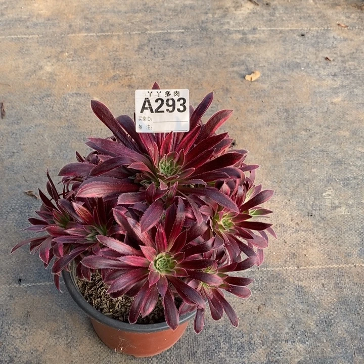 孔雀锦多肉植物2390000000000